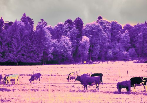 Foto de Wolfgang Hasselmann na Unsplash